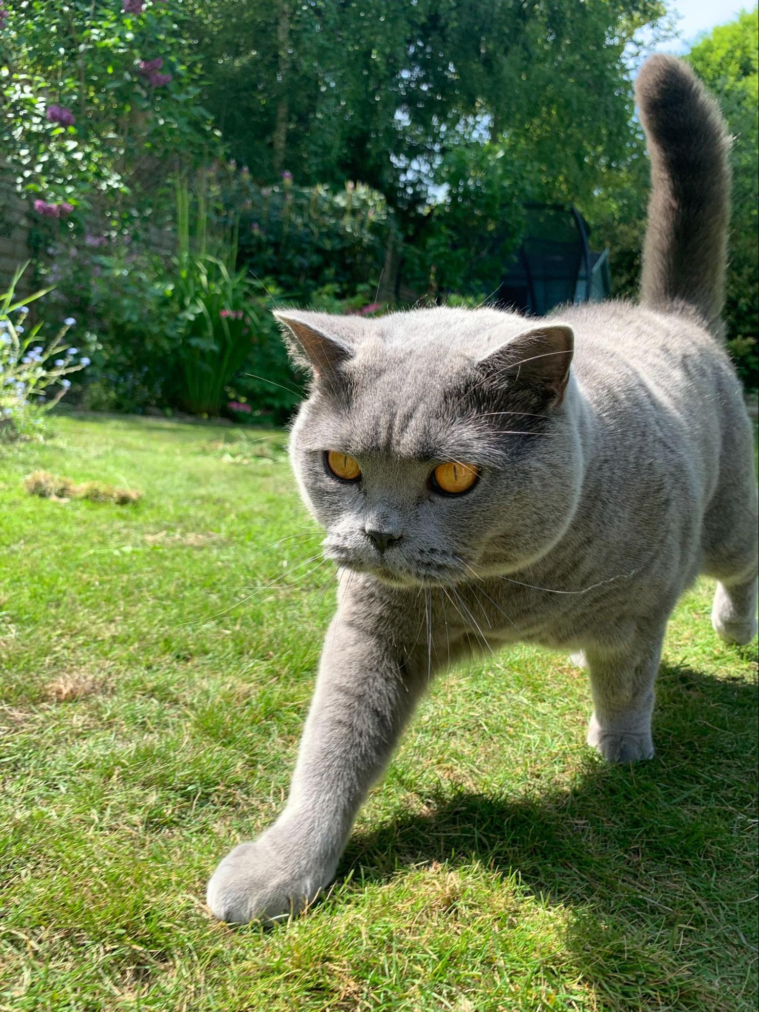 鮮やかな緑の芝生を散歩するオレンジ色の目をしたブリティッシュブルーの猫。